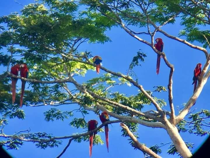 Casa Chilamates Tortuguero Exteriér fotografie